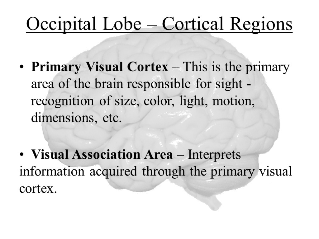 Occipital Lobe – Cortical Regions Primary Visual Cortex – This is the primary area